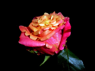BLÜTE