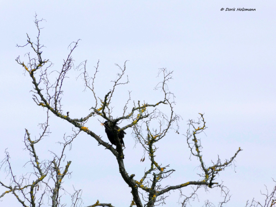 bird and tree