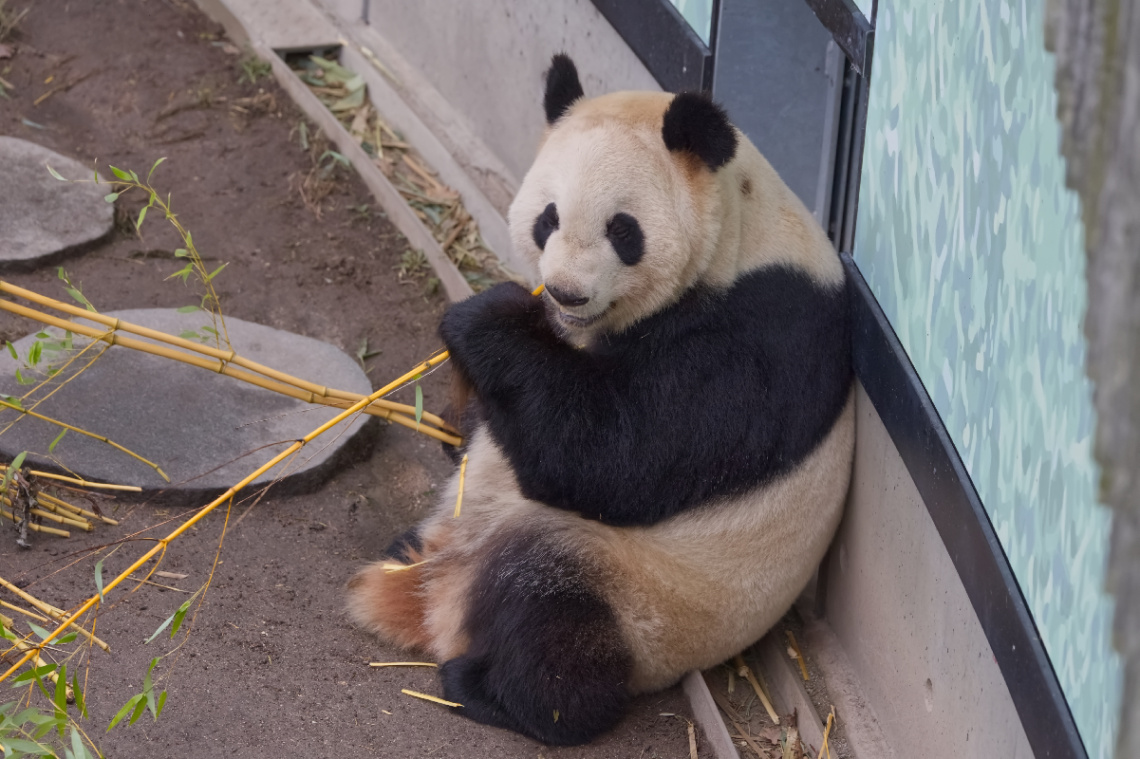 Zoo - København 2023.