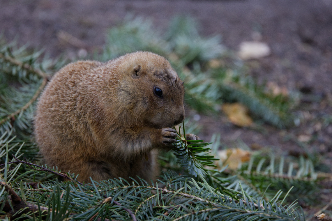 Zoo - København 2023.