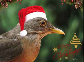 Feliz Natal! - mutlu Noeller!