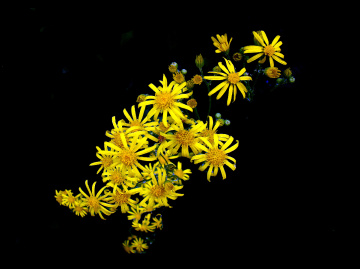BLÜTEN