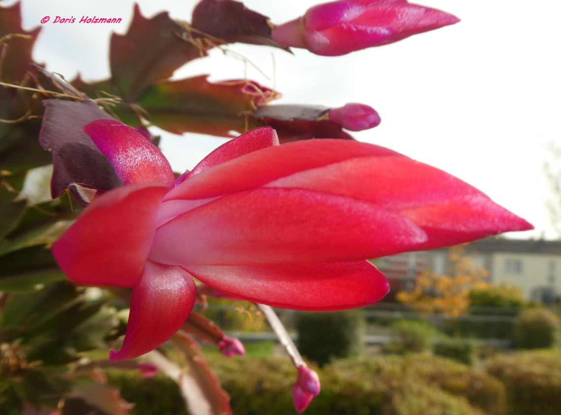Christmas Cactus