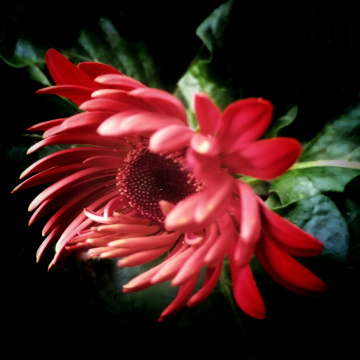RED GERBERA