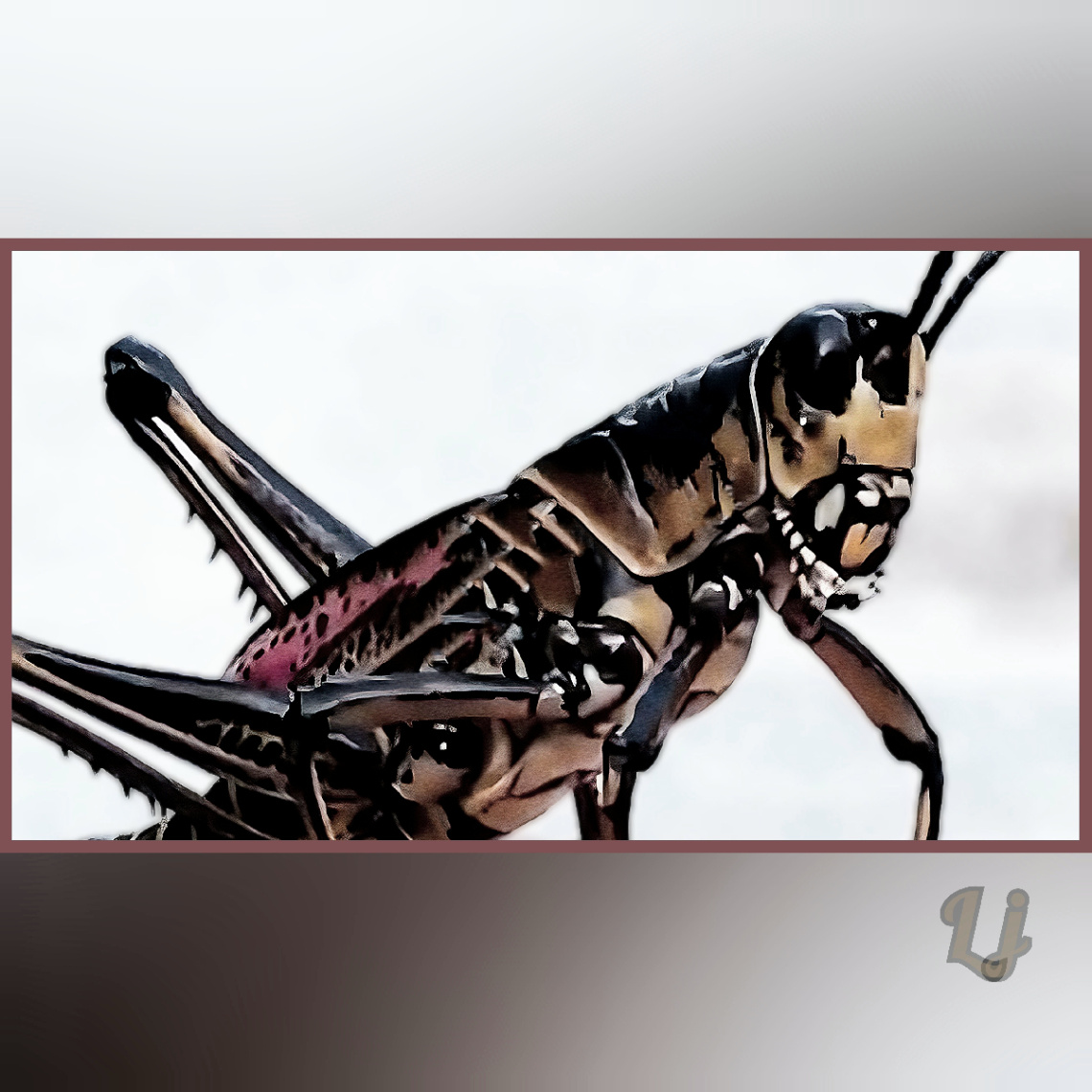 Locust ⚜ ⚜ 