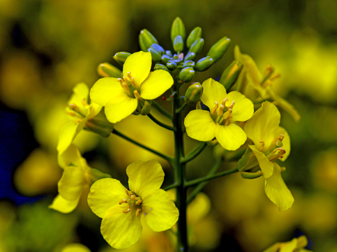 BLÜTEN