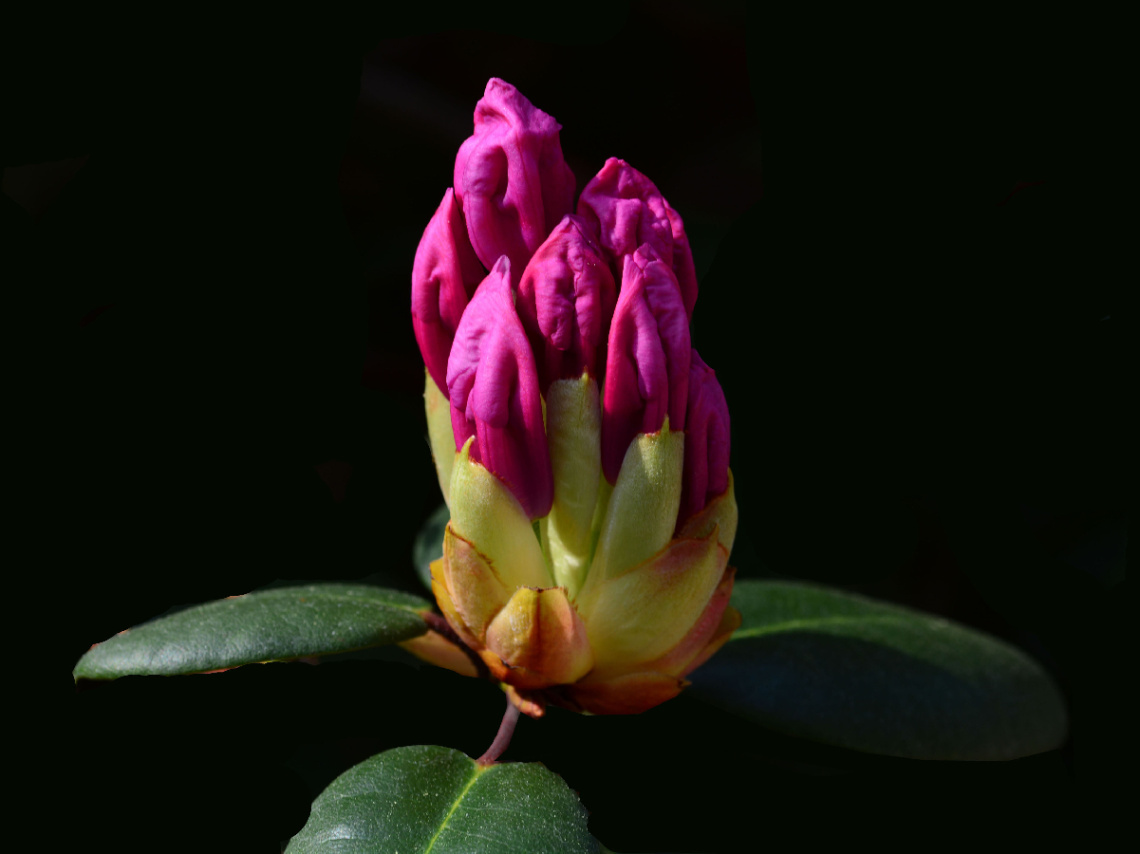 BLÜTE