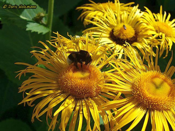 Elecampane (Inula helenium)