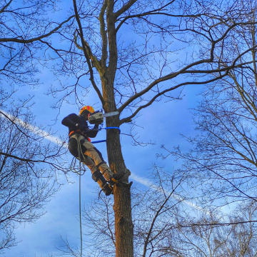 SECTIONAL FELLING OF TREE 