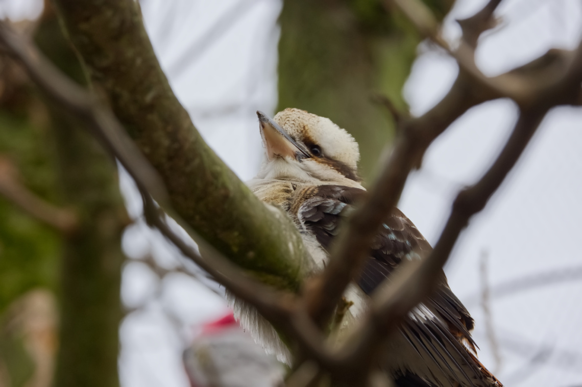 Copenhagen Zoo - Denmark 2023.