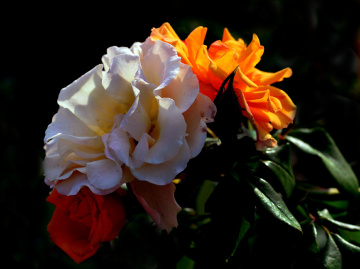 BLÜTEN