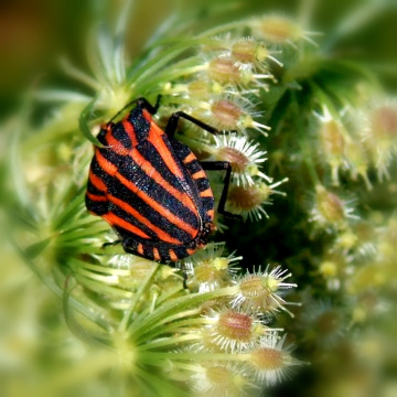 SHIELD BUG