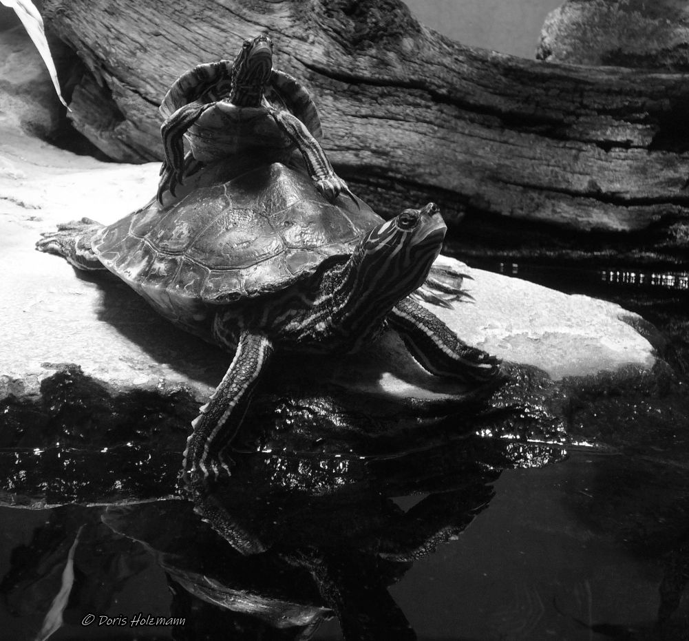 Turtles