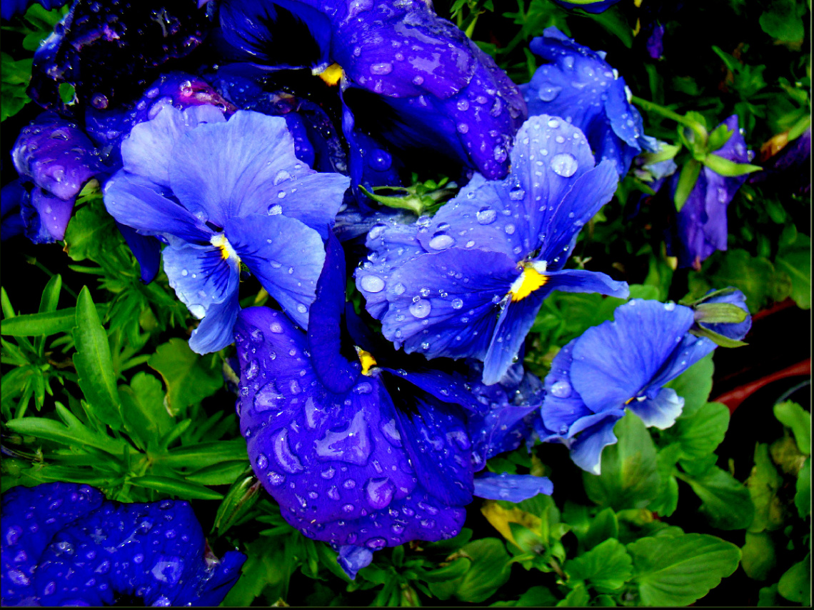 REGENWETTER