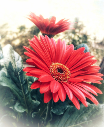 GERBERA JAMESONII