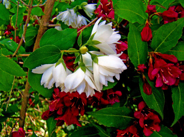 BLÜTEN