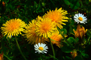 BLÜTEN