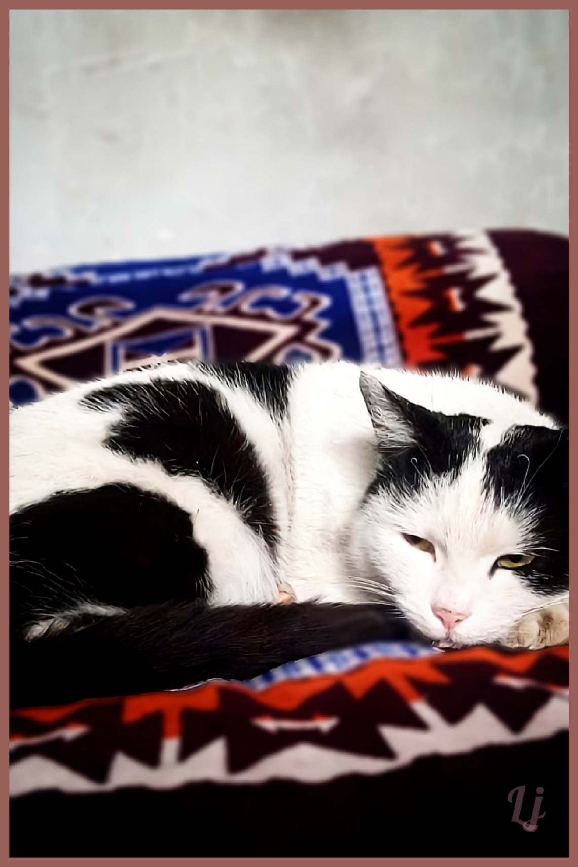 Catnap ❤️⚜❤️