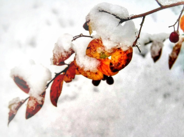 UNDER THE SNOW