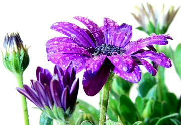 AFRICAN DAISIES