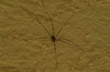 Harvestman 