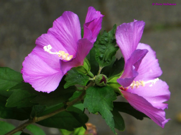 Hibiscus