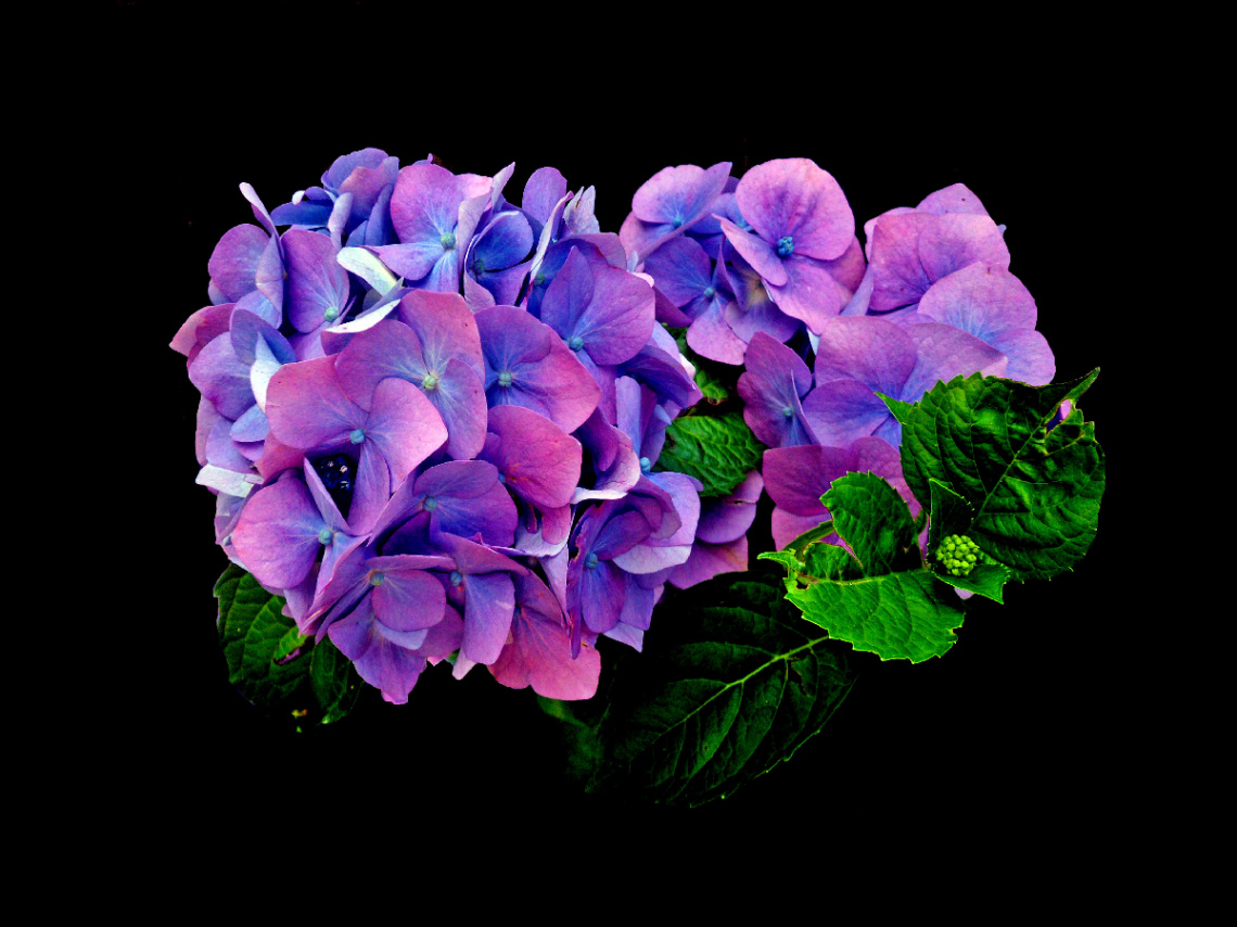 BLÜTEN