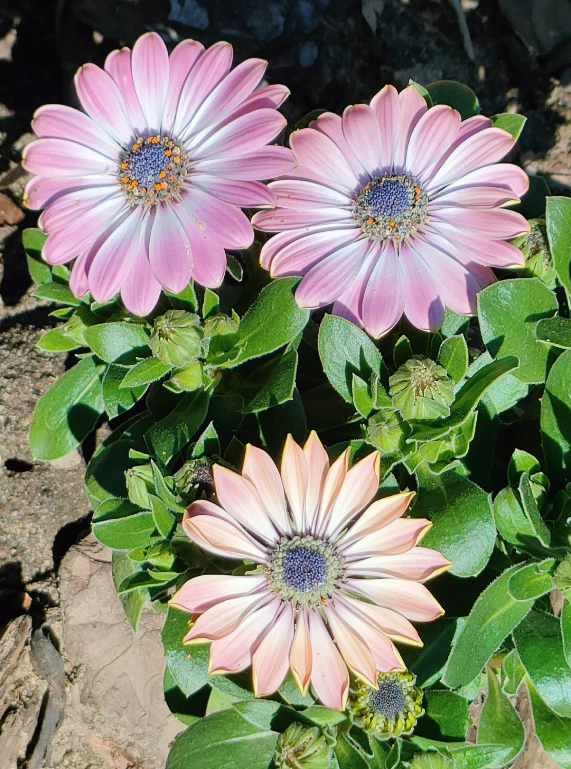 AFRICAN DAISIES