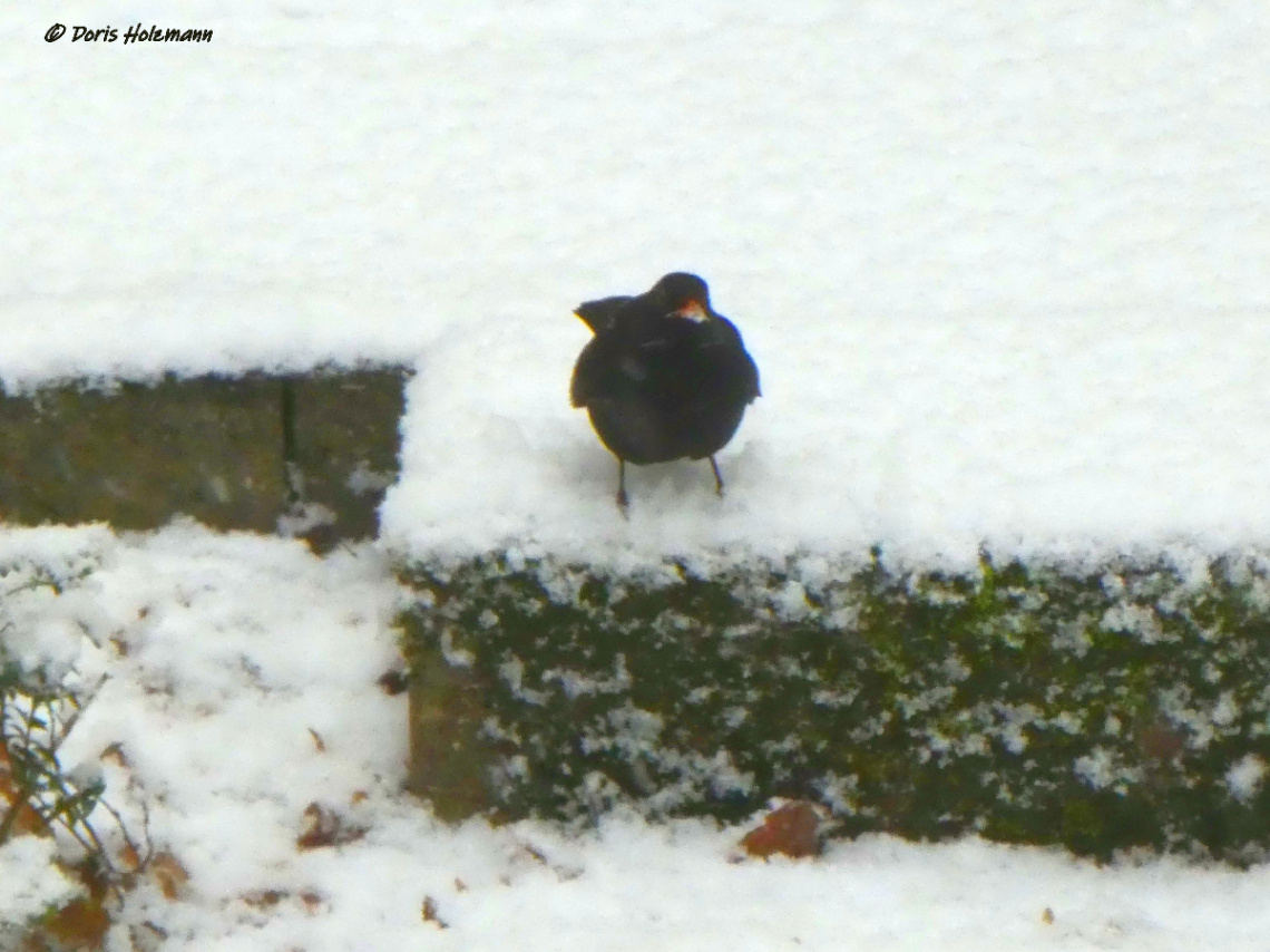 Blackbird