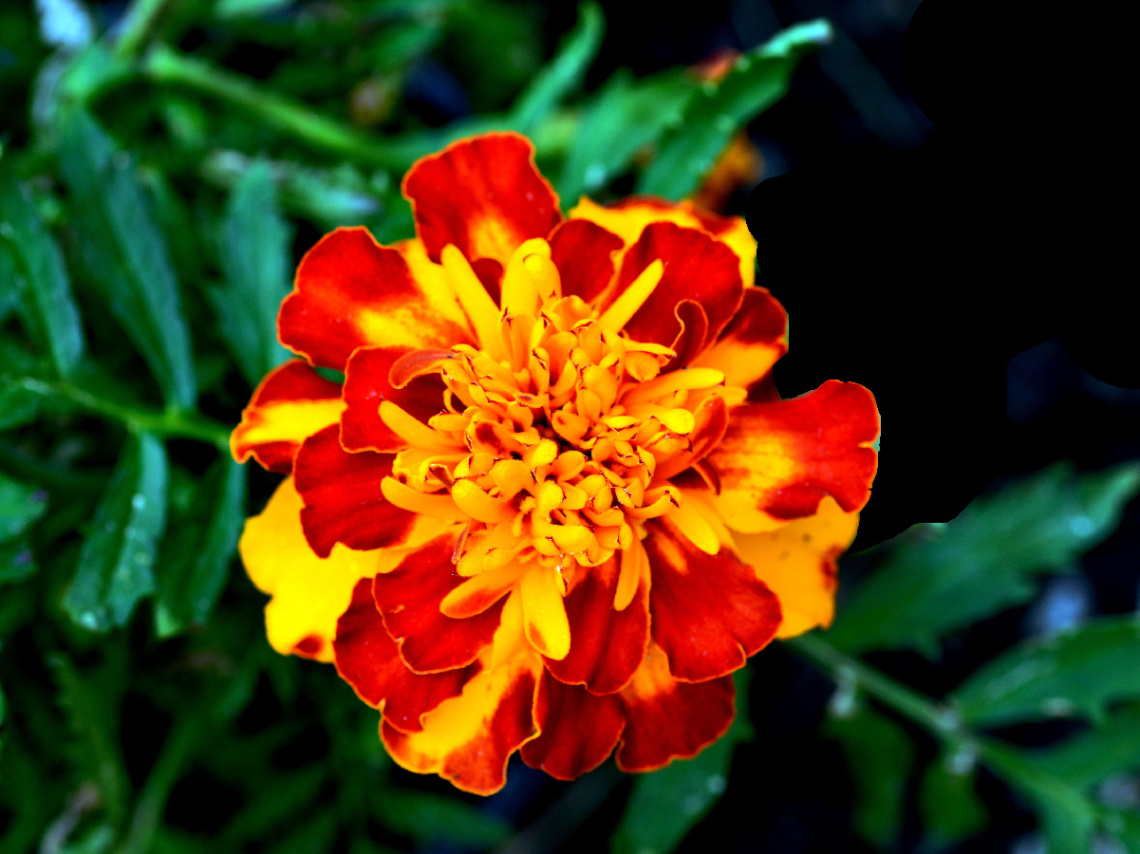 BLÜTE