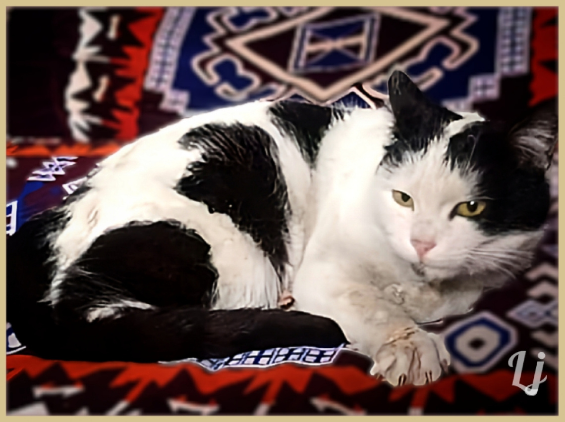 Village Cat ❤️⚜❤️