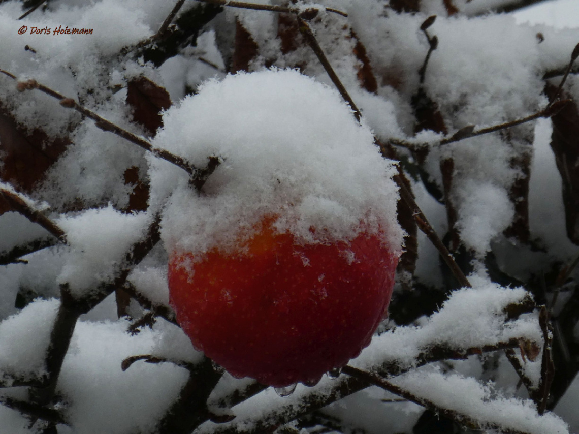 Apple as birdseed