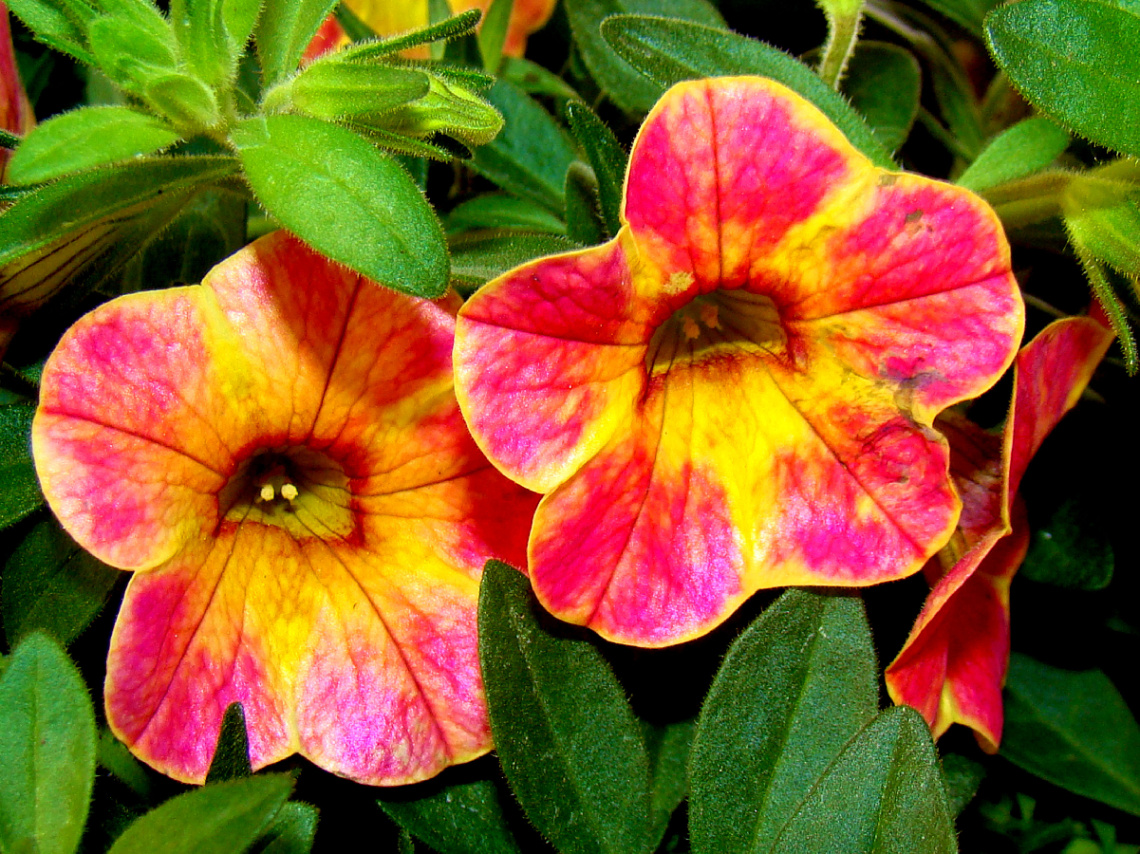 BLÜTEN
