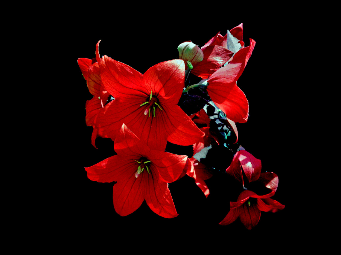 BLÜTEN