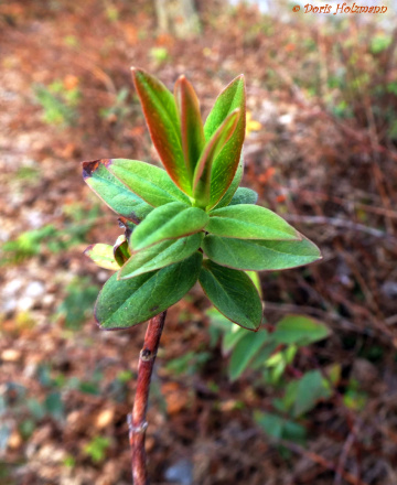 Leaves