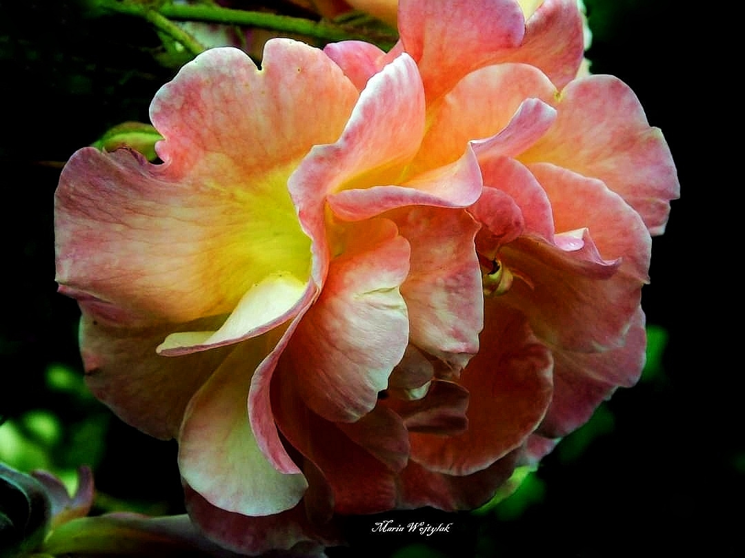 COLOURFUL ROSE