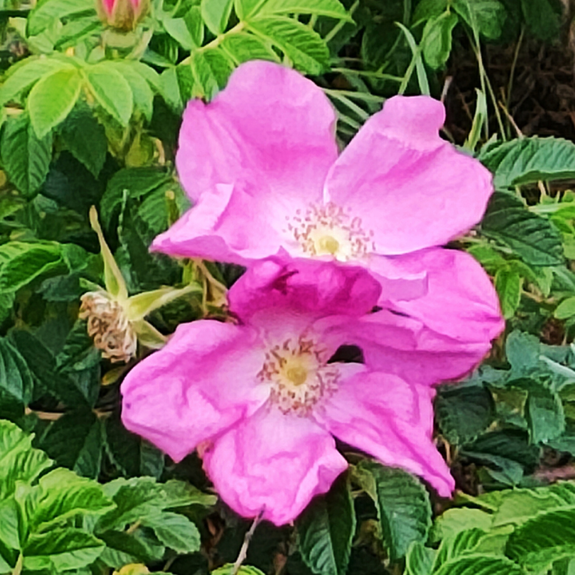 WILD ROSES