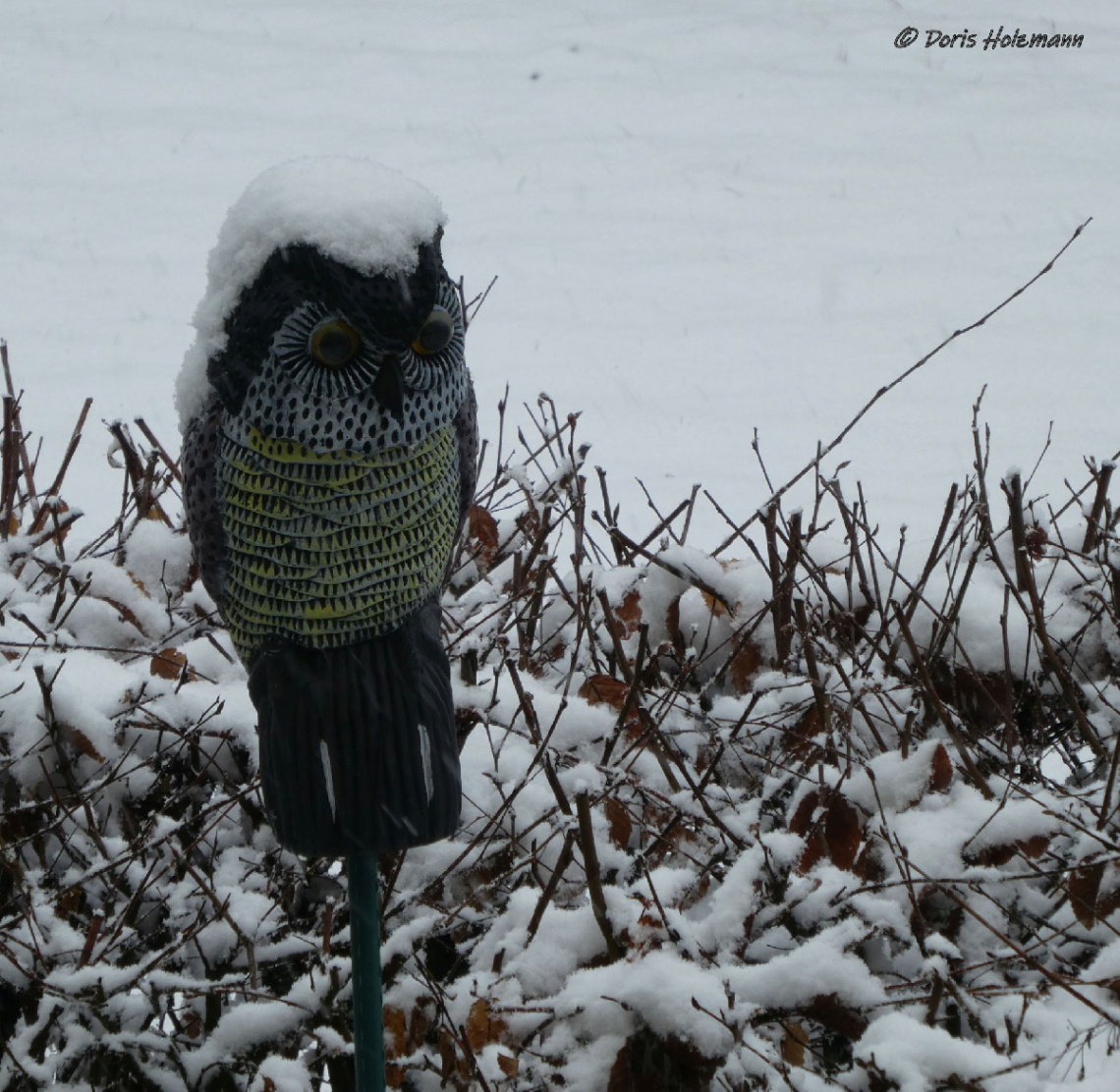 Snowy owl a little different ;-)