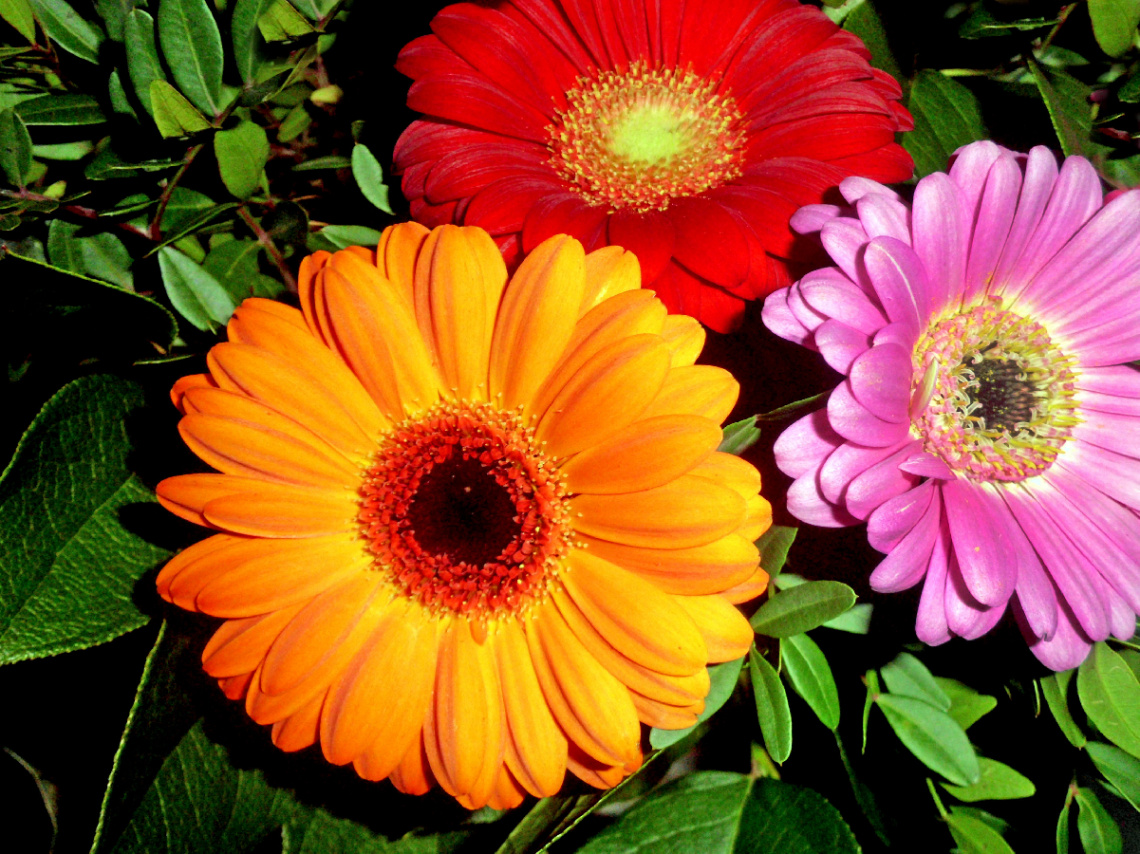 BLÜTEN