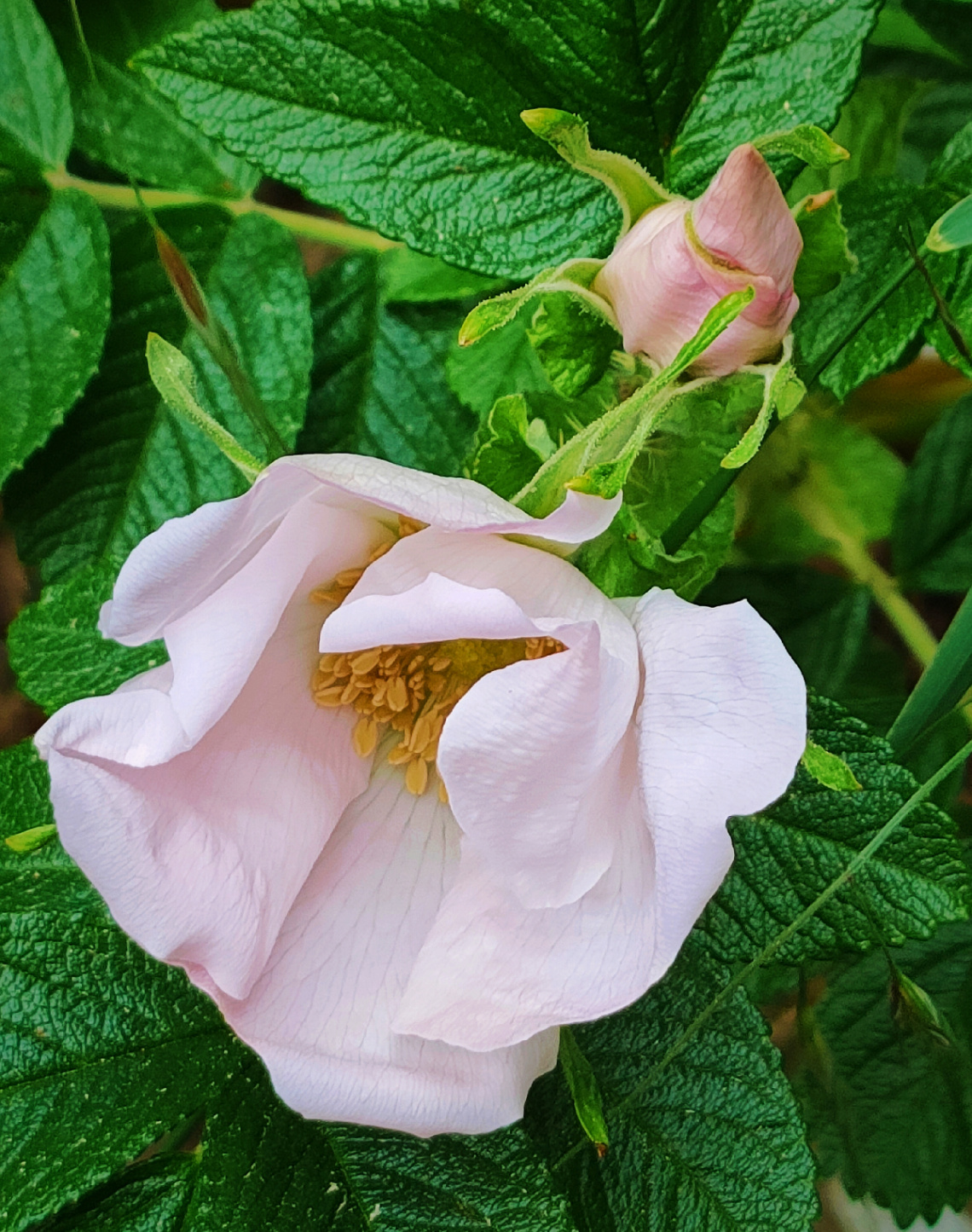 FLOWER AND BUD