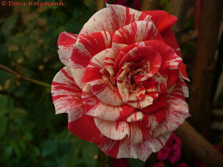 Rose