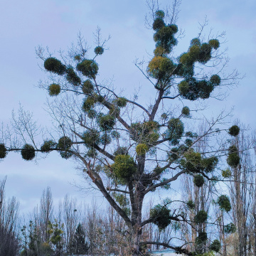 MISTLETOE