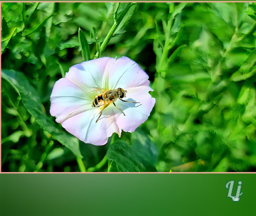 Bee ⚜⚜