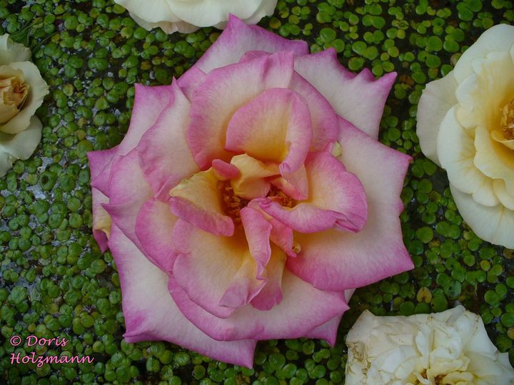 rose