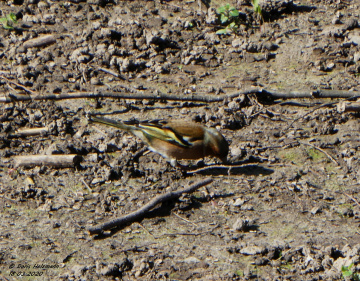 Eurasian chaffinch