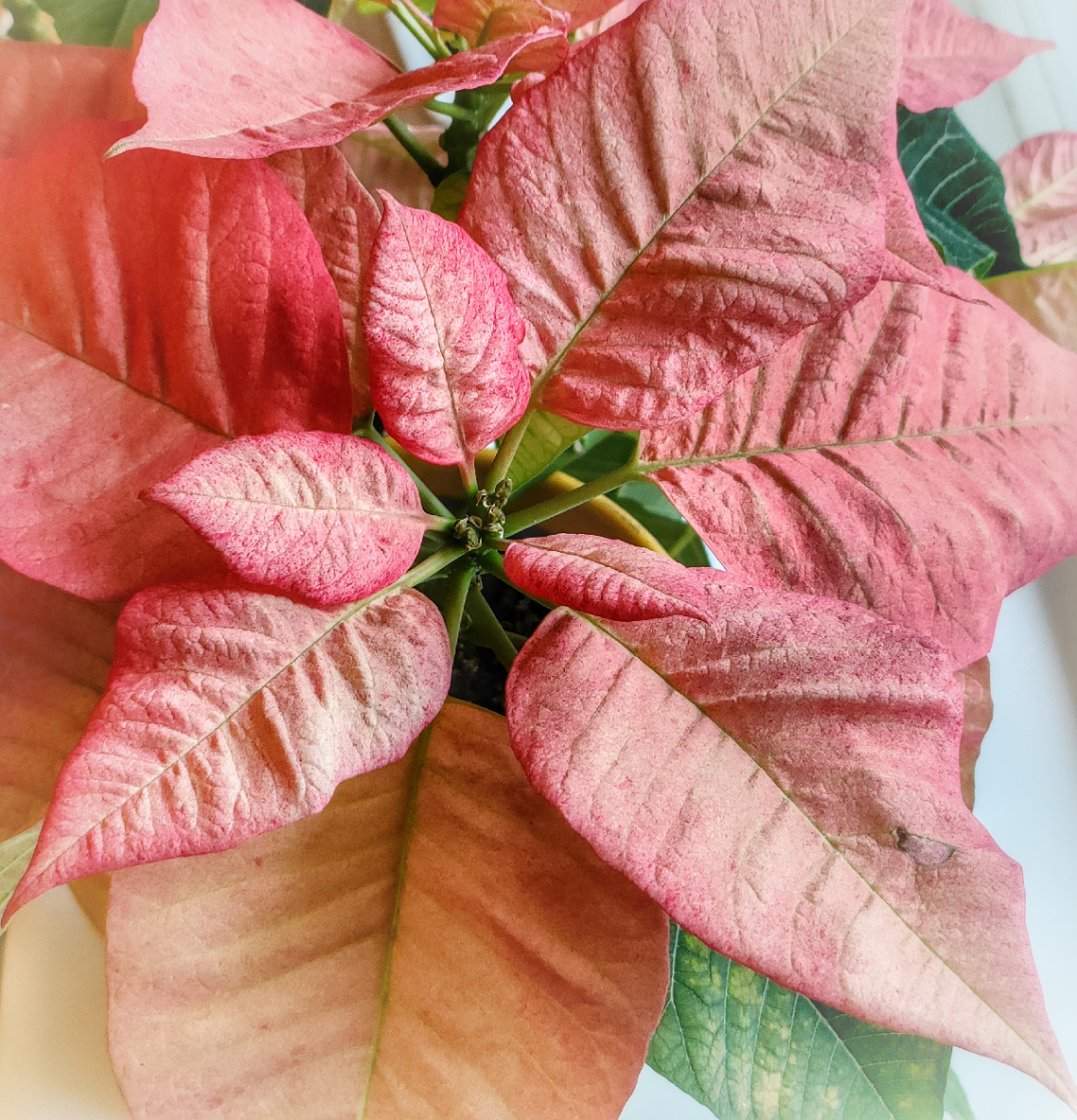 POINSETTIA 