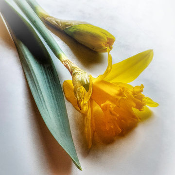 SPRING  DAFFODILS