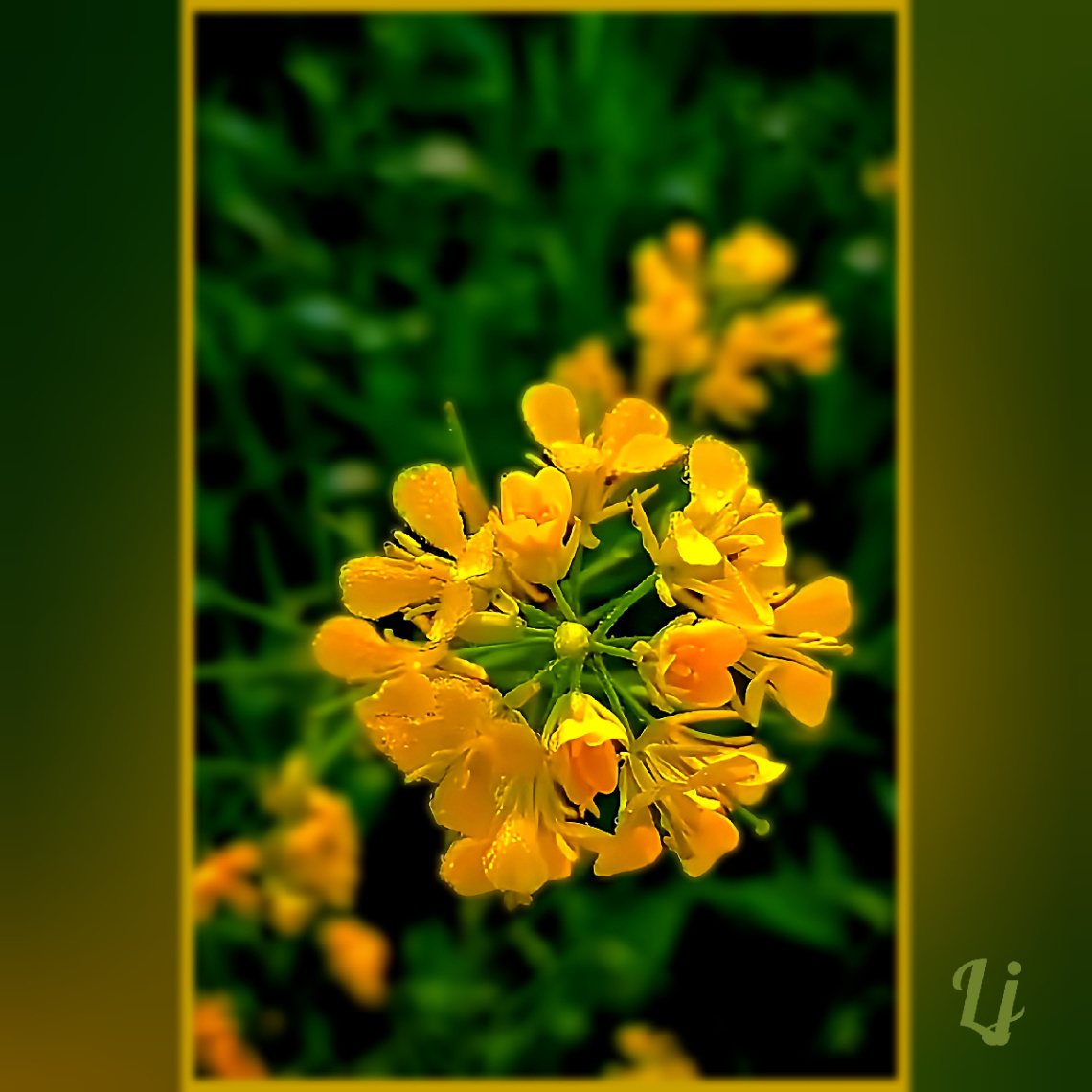 Mustard bloom ⚜⚜