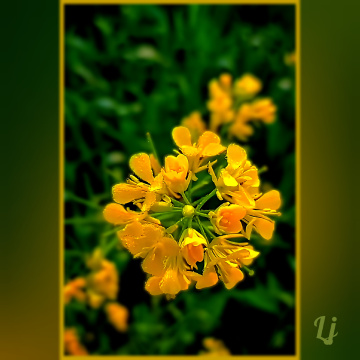 Mustard bloom ⚜⚜