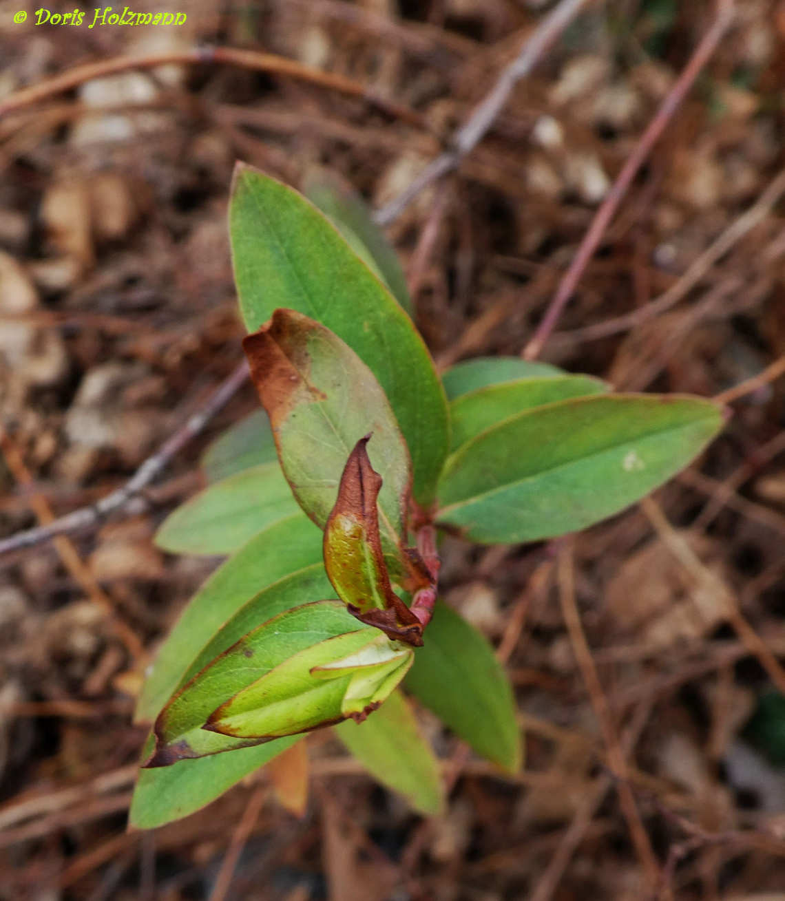 new life